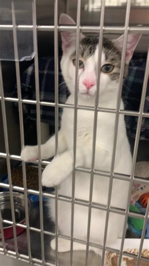 Adoptable 6-Month-Old Kitten Brian at Tri-County Humane Society