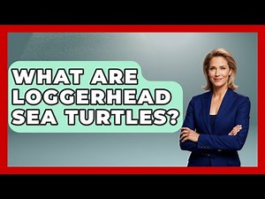 What Are Loggerhead Sea Turtles? - The Marine Life Explorer