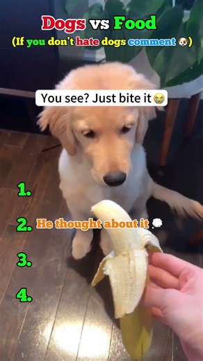 🥩 Dogs lose all self-control around food 😂💀#shorts #dogs #funny #eating #fails