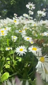 A field of daisies at sunset