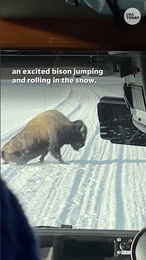 Bison frolics in Yellowstone on snow day #Shorts