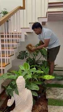 How We Maintain Our Indoor Stair Garden 🌿✨