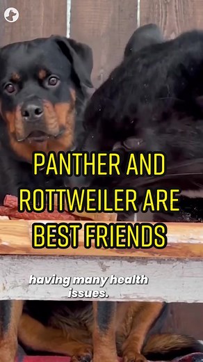 Unlikely Best Friends: Panther and Rottweiler's Heartwarming Bond