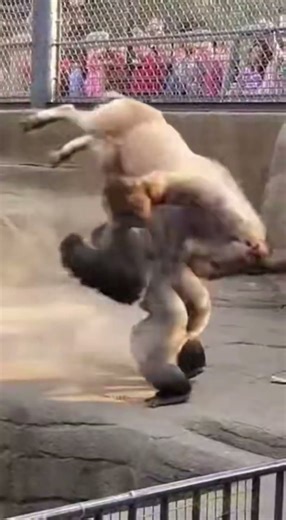 Silverback CRUSHES Goat - SAVES Baby! 🦍 새끼구출 🦍 救出 #viral #gorilla #brutal