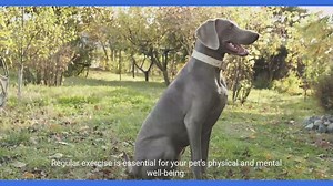 Ultimate Guide to Pet Care - Tips and Tricks for Keeping a Pet