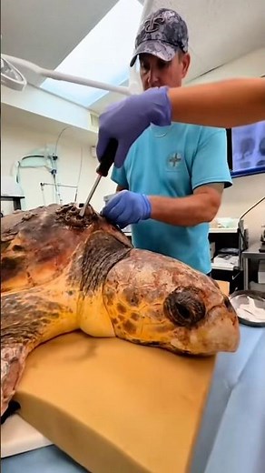 Harlow’s Final Barnacle Removal | Part 4 🐢