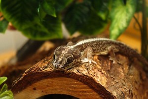 Panther Gecko - Learn About Nature