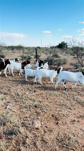 Explore the Charm of Boer Goats on the Farm