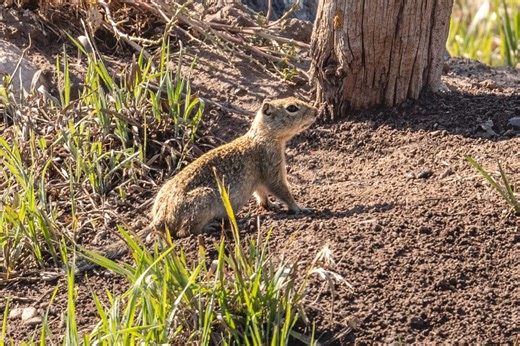Are there more ground squirrels in Eagle County this year?