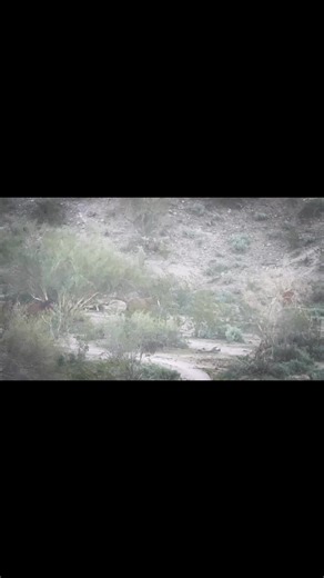 Wild horses calling out their greetings each morning is a sound that stirs the soul — a reminder that freedom still exists somewhere between the rising sun and the river’s edge. | Smile Slover