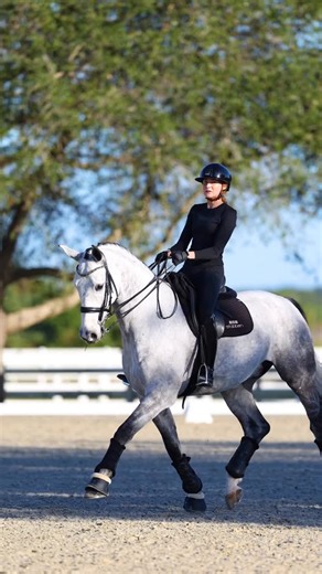 NorCordia on Instagram: "Meet Sir-Render 💙 A beautifully bred 6-year-old young horse with talent, scope, and a fantastic brain for the future. 🔹Big, athletic presence 🧠Sensible and willing mindset 🐎Naturally scopey, developing gaits ✈ Flying changes well confirmed 🌟Shows real ability for future collection 🏅Multiple wins and placings in Training and First Level Ideal young prospect to bring up the levels 📍 Located in Wellington, FL USA The future is bright with this talented young horse, h
