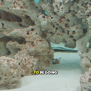 460K views · 4.2K reactions | Strangest Fish From DARK WEB | The Fish Guys | Facebook