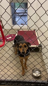 We are FULL again! 😱 These babies hate being in kennels and would love a forever home! Please fill out an adoption application for one of our amazing dogs. 🐕 | Carolina Animal Rescue & Adoption