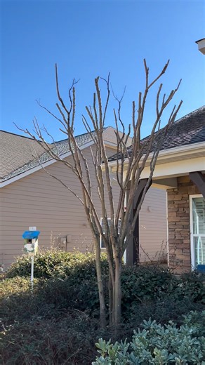 Crape Myrtle pruning! | Rivera’s Landscaping & Lawncare LLC
