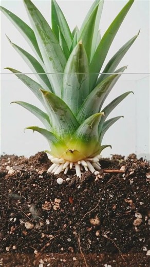 Watch a Pineapple Grow from Its Crown! 🍍✨