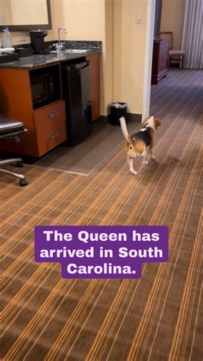 Queen Thea Marie 👑 | Beagle Royalty | Hear ye, hear ye… Last weekend, Her Majesty Queen Thea Marie completed her royal tour of Greenville and Union, South Carolina, and what a... | Instagram
