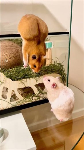 Power of a Woman in Nature! Female Hamster decides if...