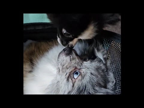 Introducing our Pomeranian Puppies