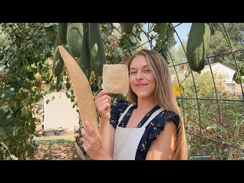 How I Make Sponges From LUFFA Grown In My BACKYARD! Tutorial - Homemade Gift Ideas!