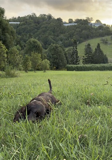 Chocolate Cocker Spaniel Puppy Chasing Sunsets