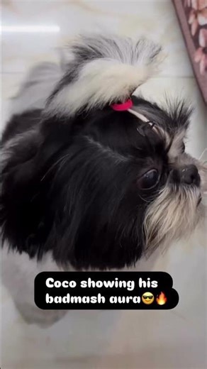 Coco ka aura loading tha..error aagya🤣 #funny #trending #dog #viral #shihtzu #pets #foryou #explore