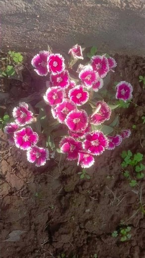 Kash tu Mila hota (form"code blue") #love #song #newmusic #flower garden#shortvideo