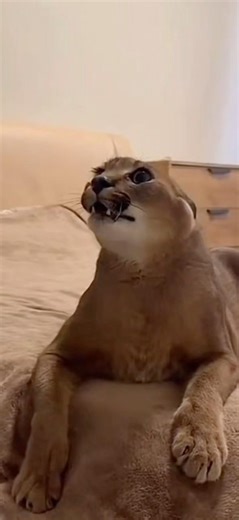 Most AGGRESSIVE cat sounds ever #viralcats #angrycat