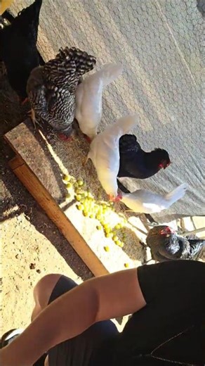 SUBSCRIBE4MORE! My babies getting a meal! #TheBigRooster #chickens #chickenland #subscribe #food