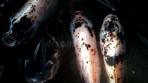 Top View Group of Fish Swim in Pool Stock Video - Video of undersea, lake: 287326335