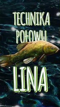 Technika połowu lina. Jak łowić lina? Gdzie szukać lina? Kilka porad dotyczących połowu lina. #lin
