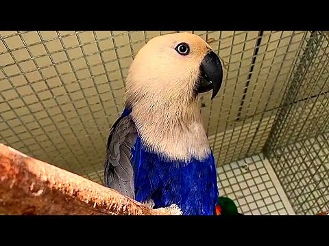 Eclectus Parrots - Blue Mutation #beautiful #cute #parrot