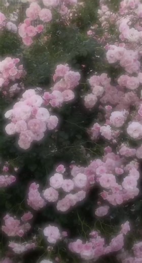 7月新刊少女漫画で破産か？全巻欲しい！