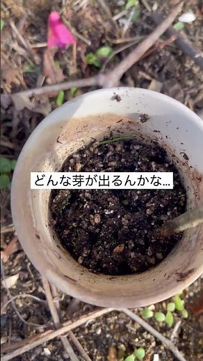 ヘチマの種を植えてみた🌱夏のグリーンカーテン計画！