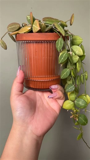 Dee on Instagram: "Run don’t walk to @walmart for these cute Aqua Terra planters! 😍 #plantmom #plantlady #planters #walmart #stayathomeplantmom"