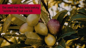 We want everyone to know about the danger of fake bearings. Only buy genuine bearings from an NSK authorized distributor. | NSK Global