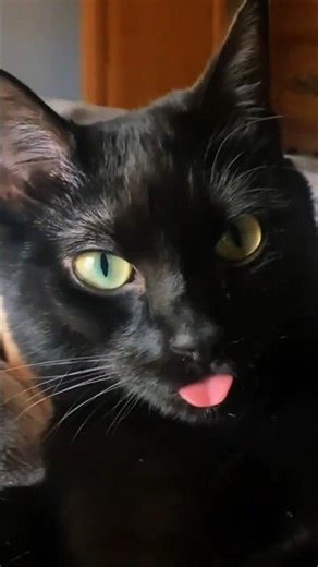 😨 If you think black cats bring bad luck, see this NOW