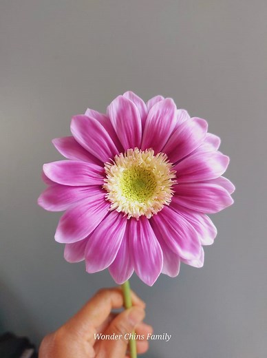 106K views · 1.6K reactions | How to make Gebera Daisy pistils. Very easy  #gerberadaisy #handmade #oilpainting #myhobby #everydayisblessing #thankyouforyoursupport | Bgclayflowers | Facebook