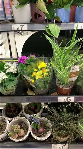 PLANTS & FLOWERS IN ASDA