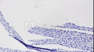 Section of myocardium filmed under light micrograph with 200 magnification on bright field. Isolated macro view of human heart muscle. Histology investigation in lab. Study people tissue structure.