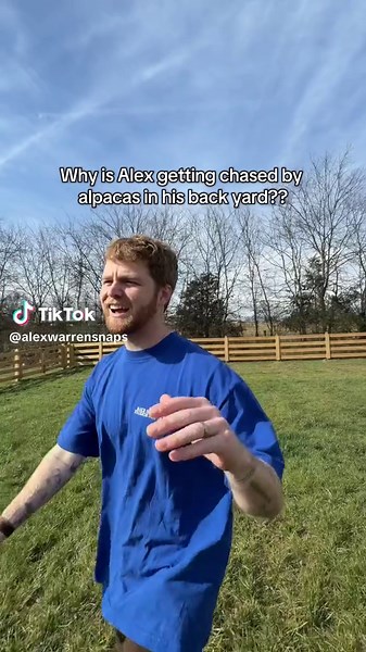 WHY DID THEY START CHASING HIM LIKE THAT BAHAAHAH | alpaca