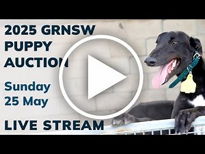 2025 GRNSW Greyhound Puppy Auction Live Stream