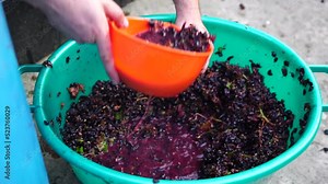 Grape-treading or grape-stomping in traditional winemaking. Senior farmer separates grapes from a bunch in traditional way. Grapes are trampled by barefoot man to release juices and begin fermentation