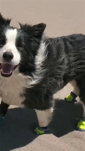 Echo in Boots at Great Sand Dunes.