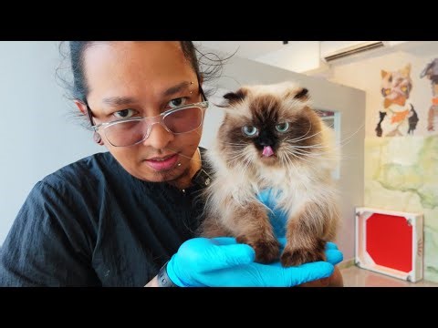 Hand full of Cat Bites but Still have to Groom This Cat Neva