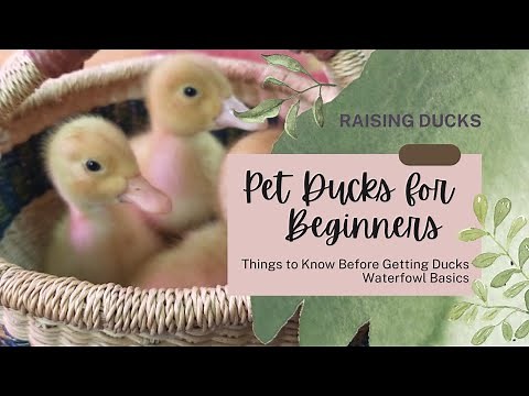 Raising Ducks for Beginners | What you Need to Know