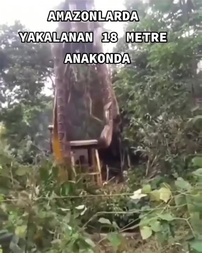 18 Metre Anaconda: Doğanın En Büyük Yılanı