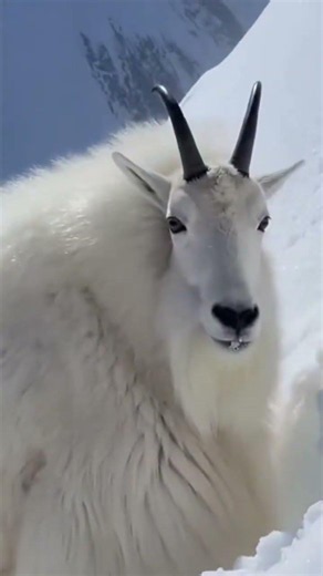 Watch this fearless mountain goat climb an icy cliff with unbelievable balance and power. 🏔️🐐❄️