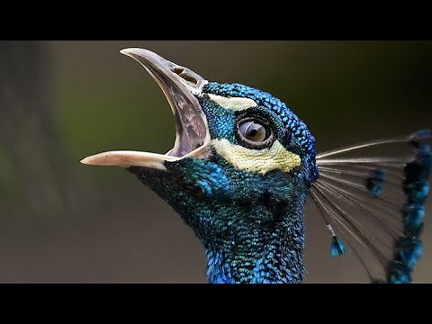 VERSO DEL PAVONE peacock sound