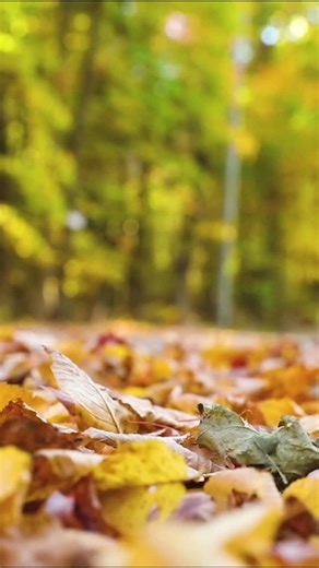 NAPA Auto Parts - Flathead County on Instagram: "Early Black Friday sale - now through the end of the month! Check out the deals at your local CJ Auto Parts! #HolidayShopping #BlackFriday #ToolSale #Kalispell #KalispellMT #Montana #WhiteFish #WhiteFishMT #BigFork #BigForkMT #ColumbiaFalls #ColumbiaFallsMT #NAPAAutoParts"