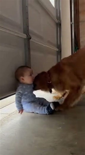 Golden Retriever Saves Baby From Garage Door!